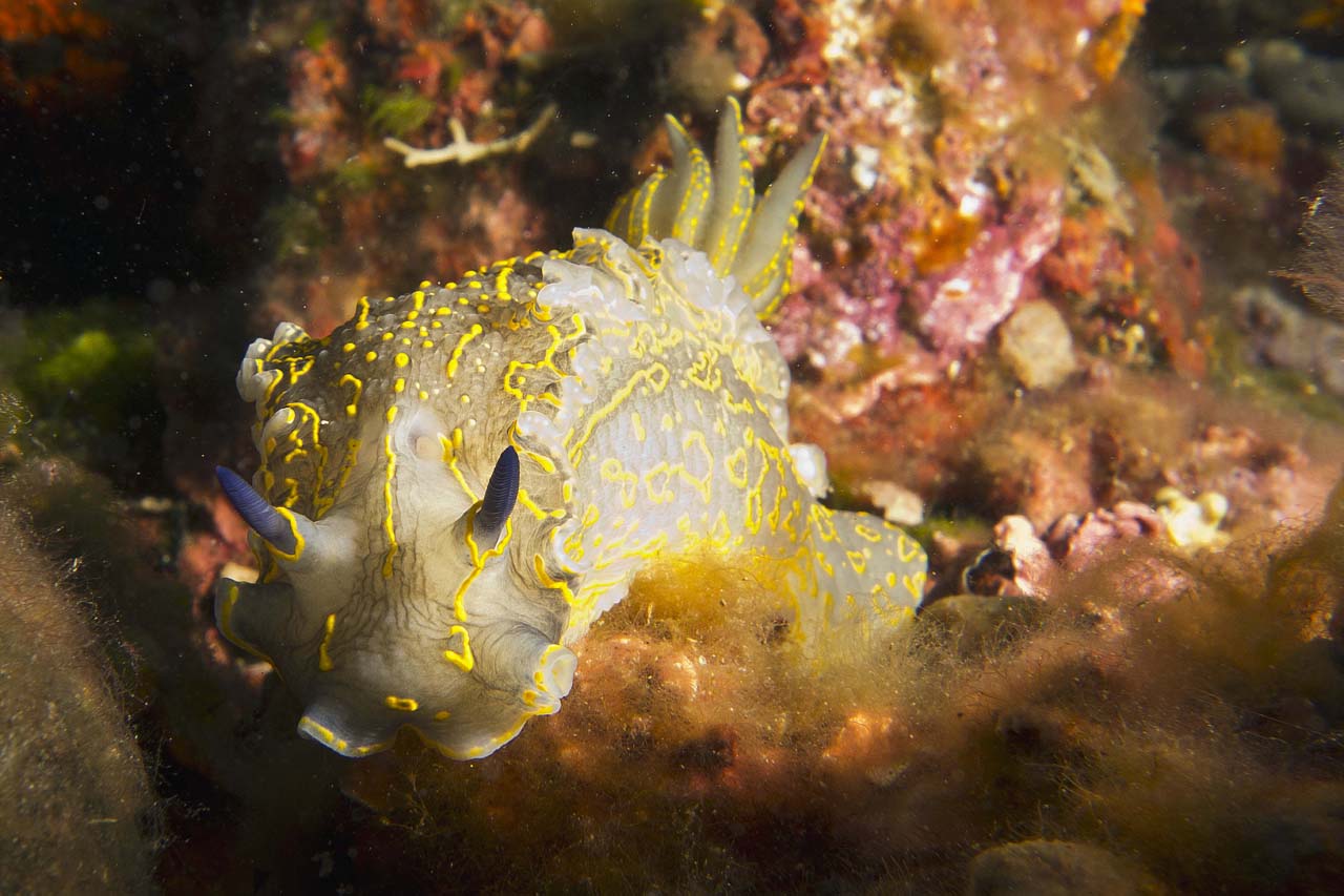 Hypselodoris picta